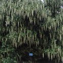 Garrya elliptica 'Jame Roof'